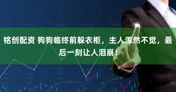 铭创配资 狗狗临终前躲衣柜，主人浑然不觉，最后一刻让人泪崩！